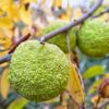 Osage Orange