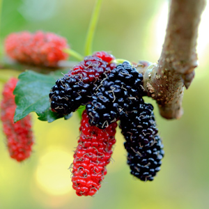 Oscar Mulberry