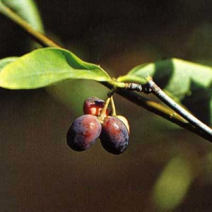 Oso Berry