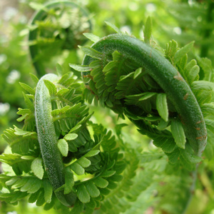 Ostrich Fiddlehead Fern