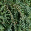 Ovens Wattle Acacia Tree