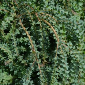 Ovens Wattle Acacia Tree