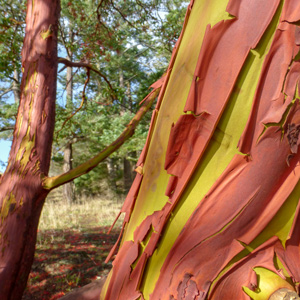 Pacific Madrone Tree