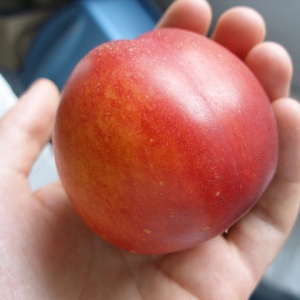 Pacific Pride™ Nectarine