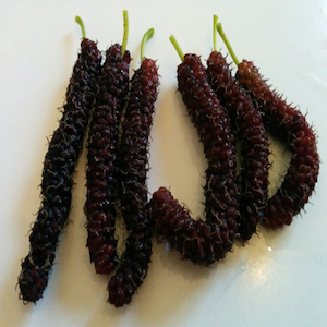 Pakistan Mulberry