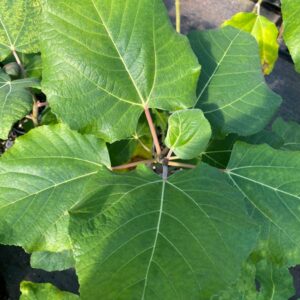 Mystery Fig