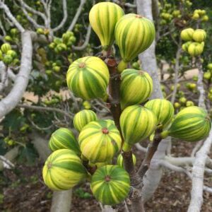 Panache Tiger Fig