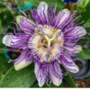 Panama Red Passion Fruit