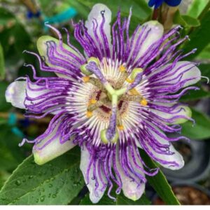 Panama Red Passion Fruit