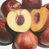 Panamint Nectarine
