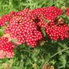 Paprika Red Yarrow