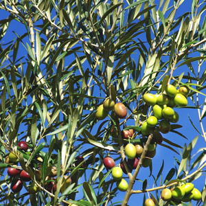 Paramount Olive