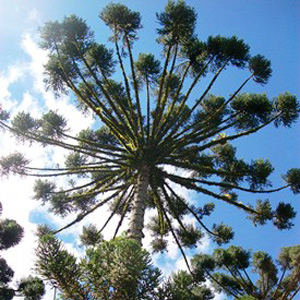 Paraná Pine Monkey Puzzle
