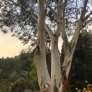 Pauciflora Alpine Snow Gum