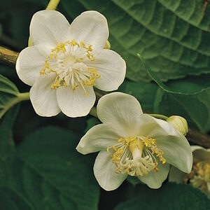 Pavel Male Silver Vine Kiwi™