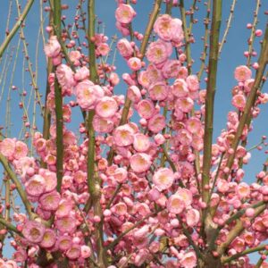 Peggy Clarke Japanese Flowering Plum