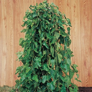 Pendula Weeping Mulberry