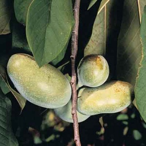 Pennsylvania Golden Pawpaw