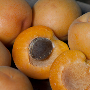 Perfection Apricot Tree