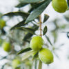 Perpetua™ Olive
