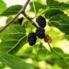 Persian Mulberry