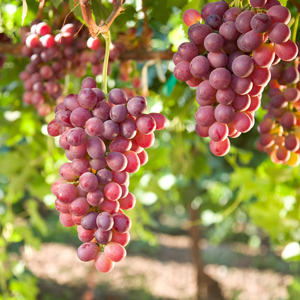 Petite Jewel Seedless Grape