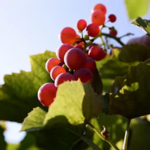 Petite Jewel Seedless Table Grape