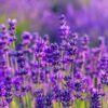 Phenomenal Lavender