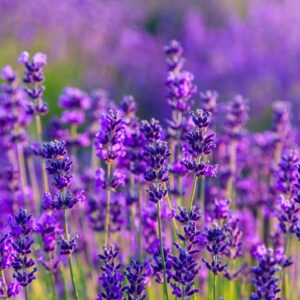 Phenomenal Lavender