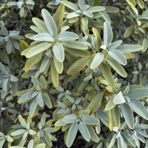 Phlomis aurea