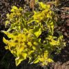 Phlomis bourgaei Seedling