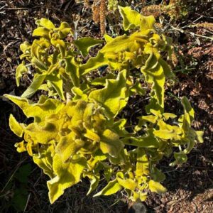 Phlomis bourgaei Seedling
