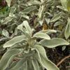 Phlomis grandiflora