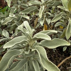 Phlomis grandiflora