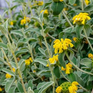 Phlomis lanta