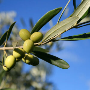 Picholine Olive