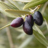 Picual Olive