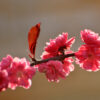 Pink Double Japanese Flowering Plum