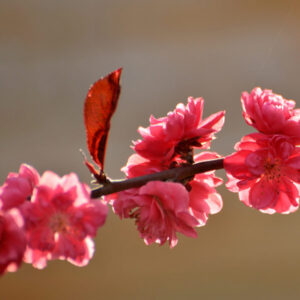 Pink Double Japanese Flowering Plum