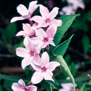 Pink Jasmine