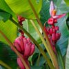 Pink Velvet Banana