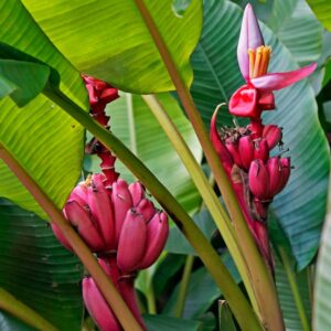 Pink Velvet Banana