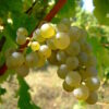 Pinot Gris 05 Wine Grape