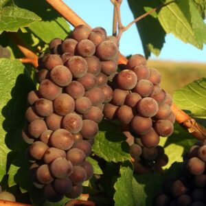 Pinot Gris Wine Grape