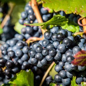 Pinot Meunier Wine Grape