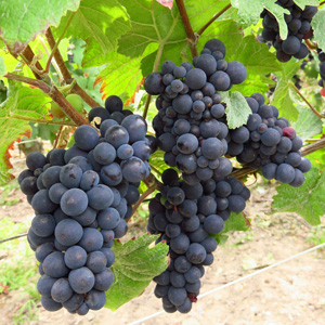 Pinot Noir Dijon 115 Wine Grape