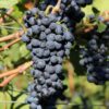 Pinot Noir Pommard Wine Grape_