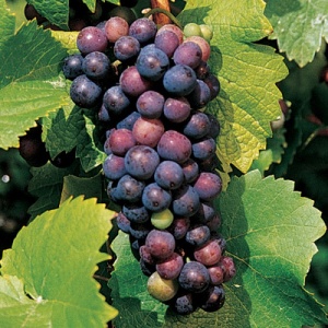 Pinot Noir Wadenswil Wine Grape