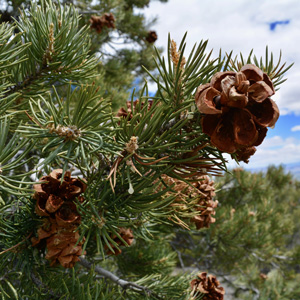 Pinyon Stone Pine