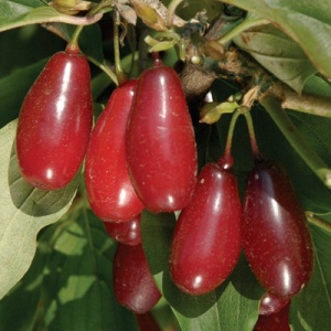 Pioneer™ Cornelian Cherry Tree